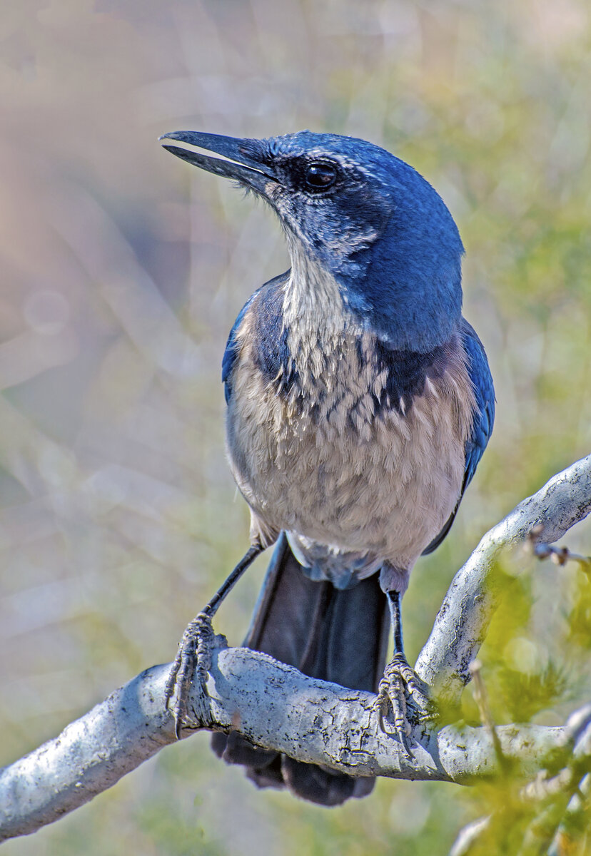 California Scrub Jay.jpg