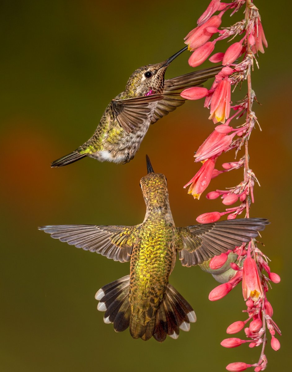 Calliope and black-chinned Hummingbird-330-Edit-Edit.jpg
