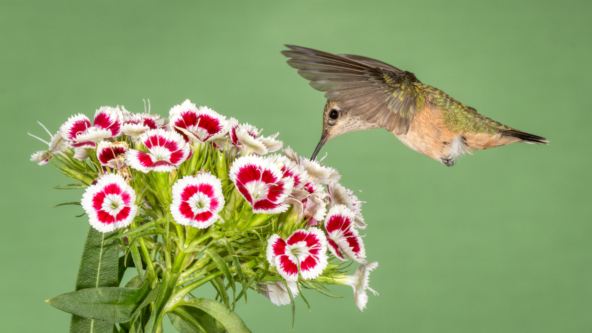 Calliope Hummingbird 7638-Edit.jpg