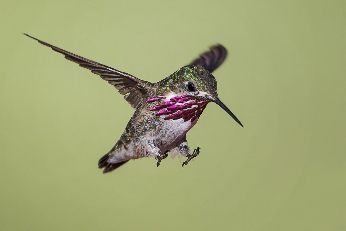 Calliope Hummingbird.jpg