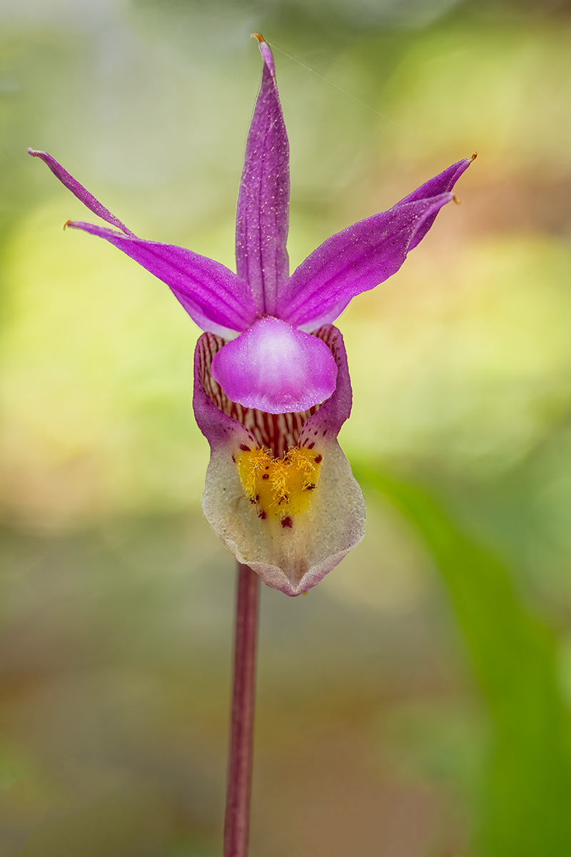 CalypsoSingle'.jpg