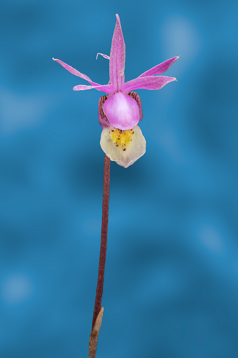 CalypsoSoloBlurNikCrop.jpg