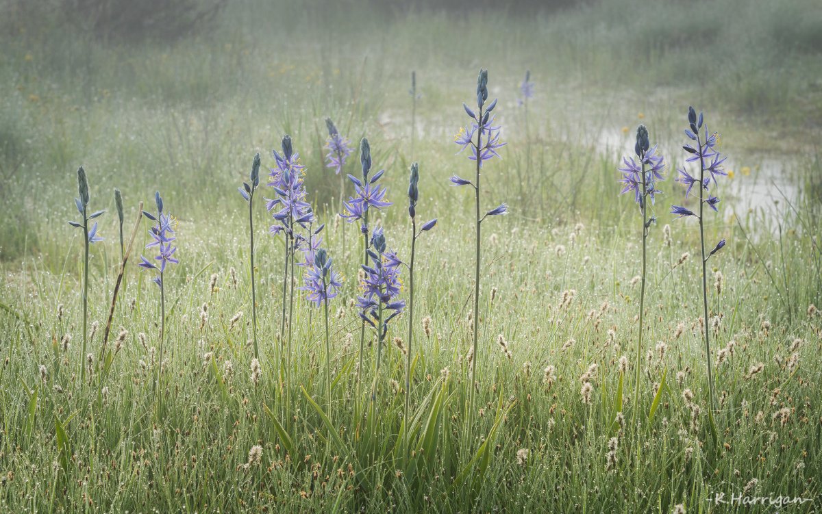 Camas in Fog.jpg