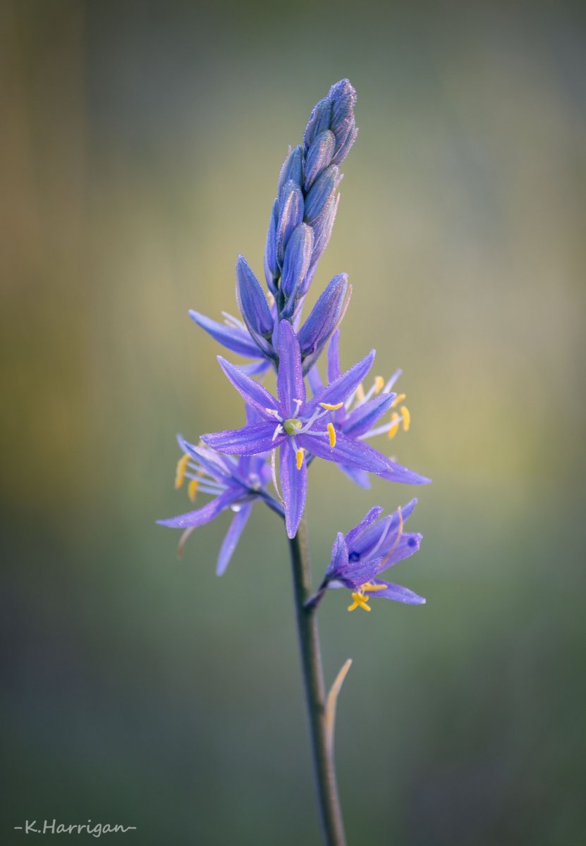 Camas Lily.jpg