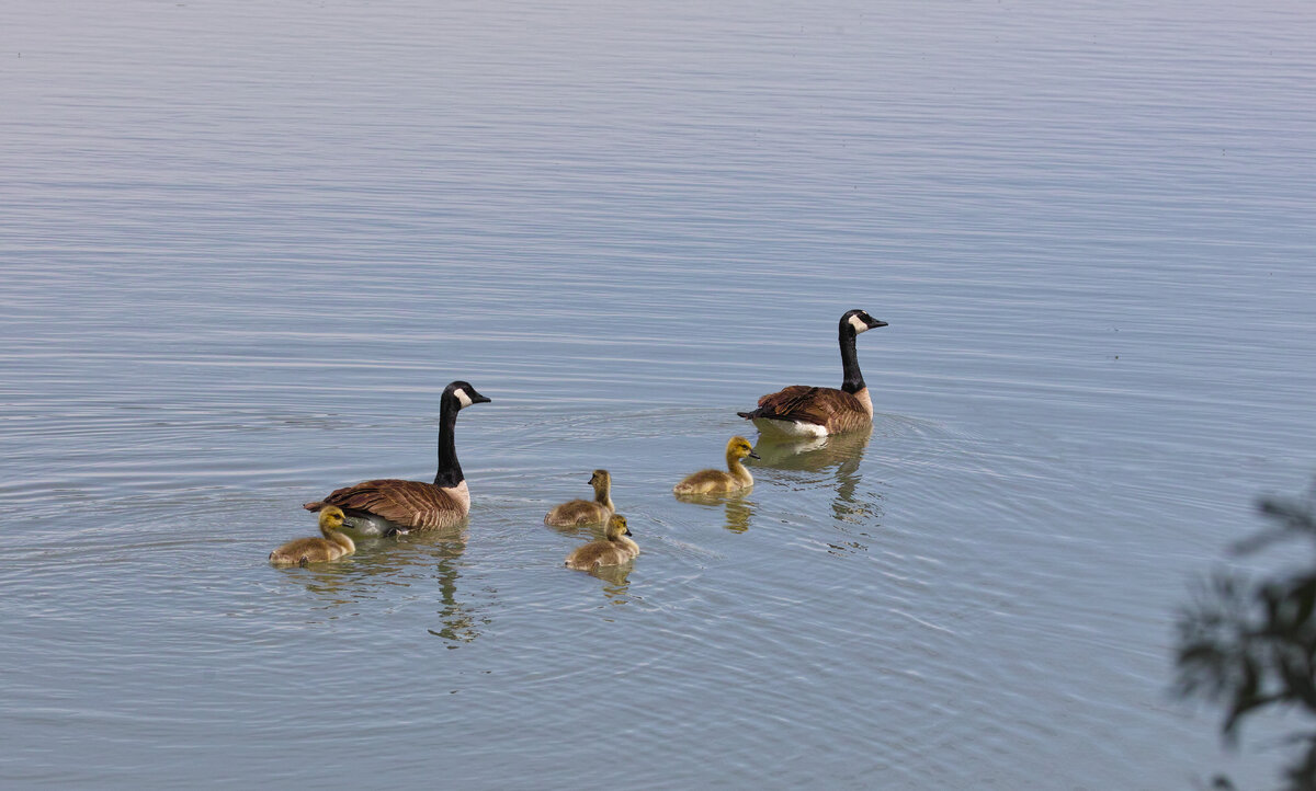 Canada  Geese4.jpg