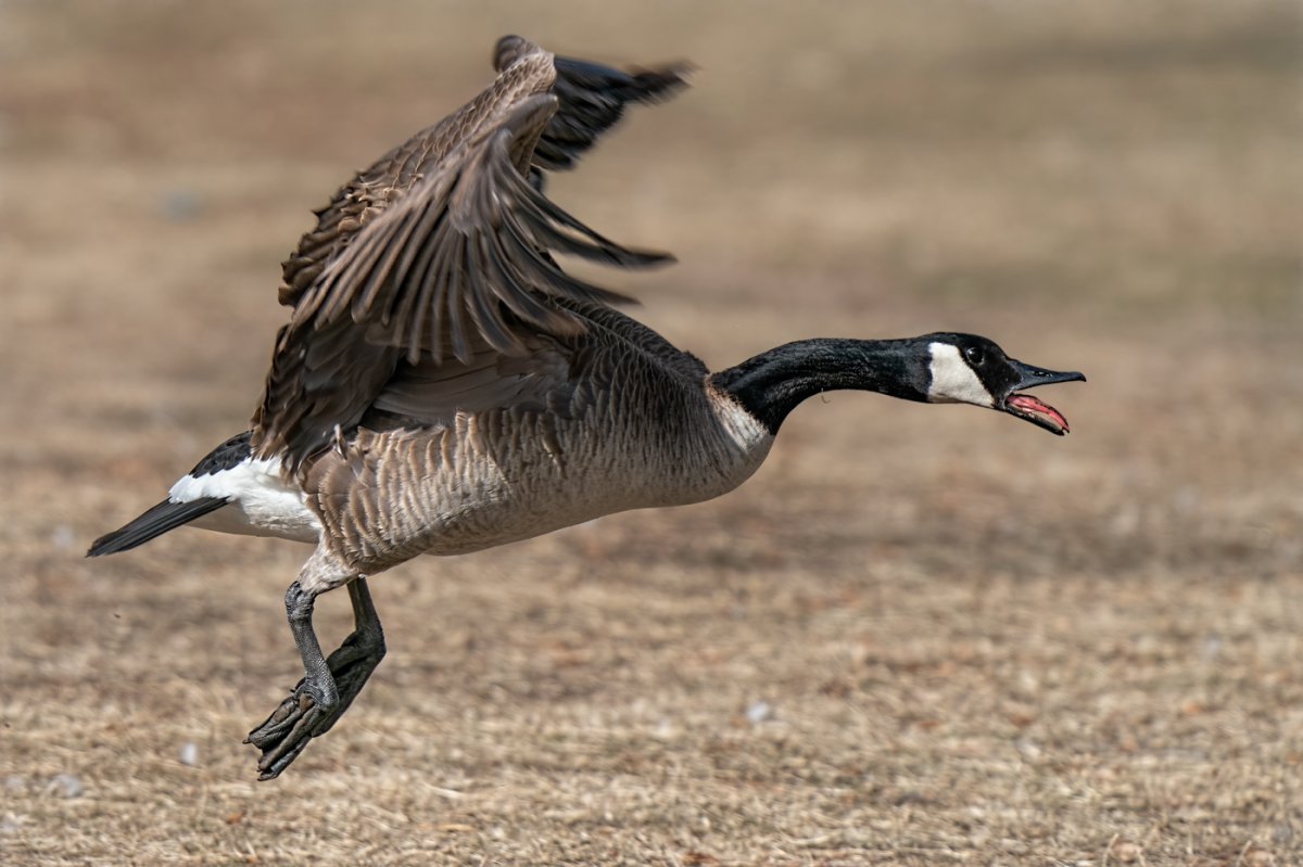 Canada goose-5243-Edit.jpg