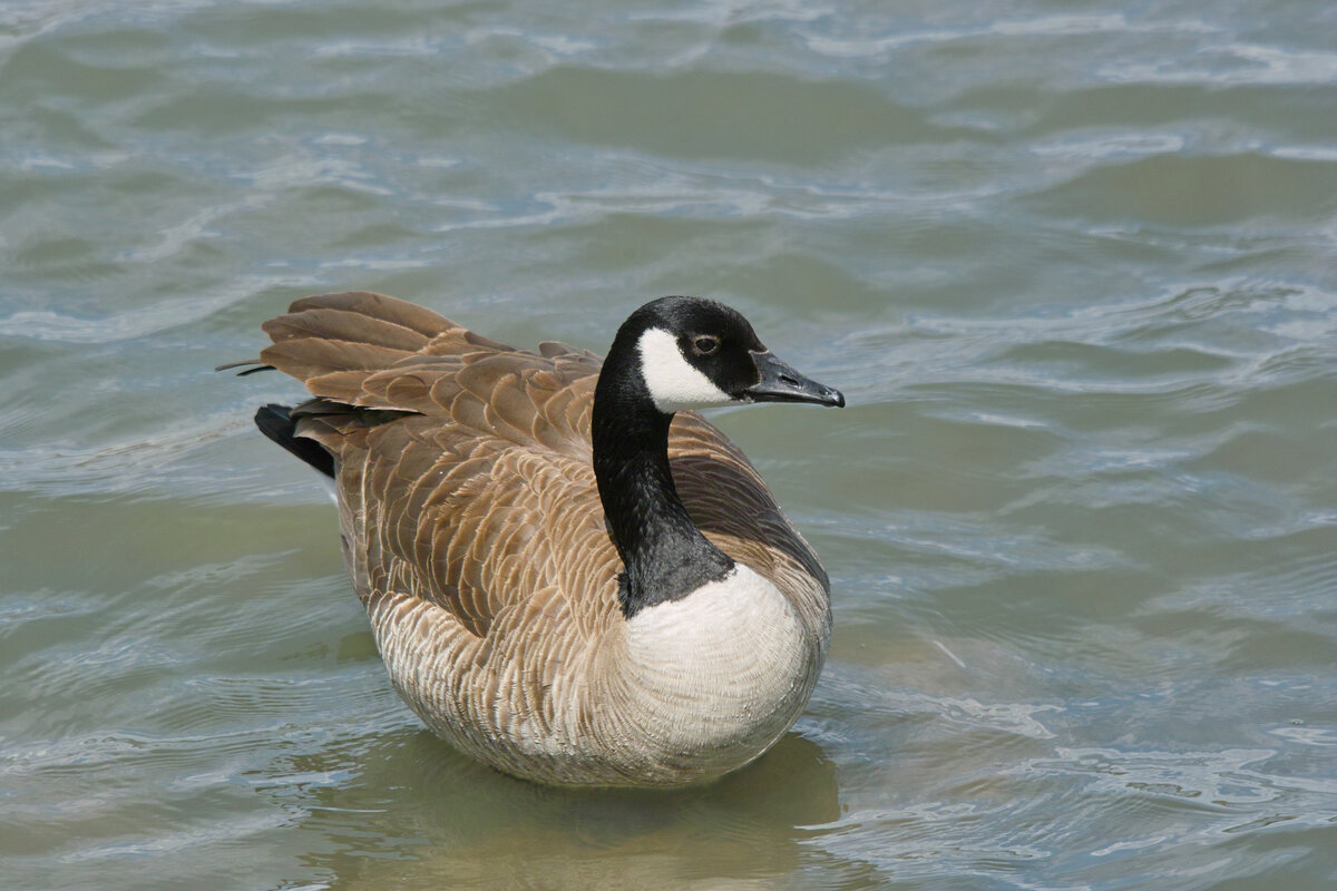 Canada Goose1.jpg