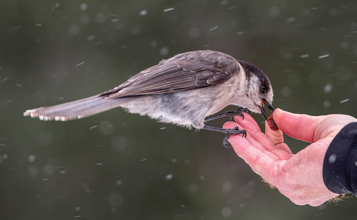 Canada Jay.jpg