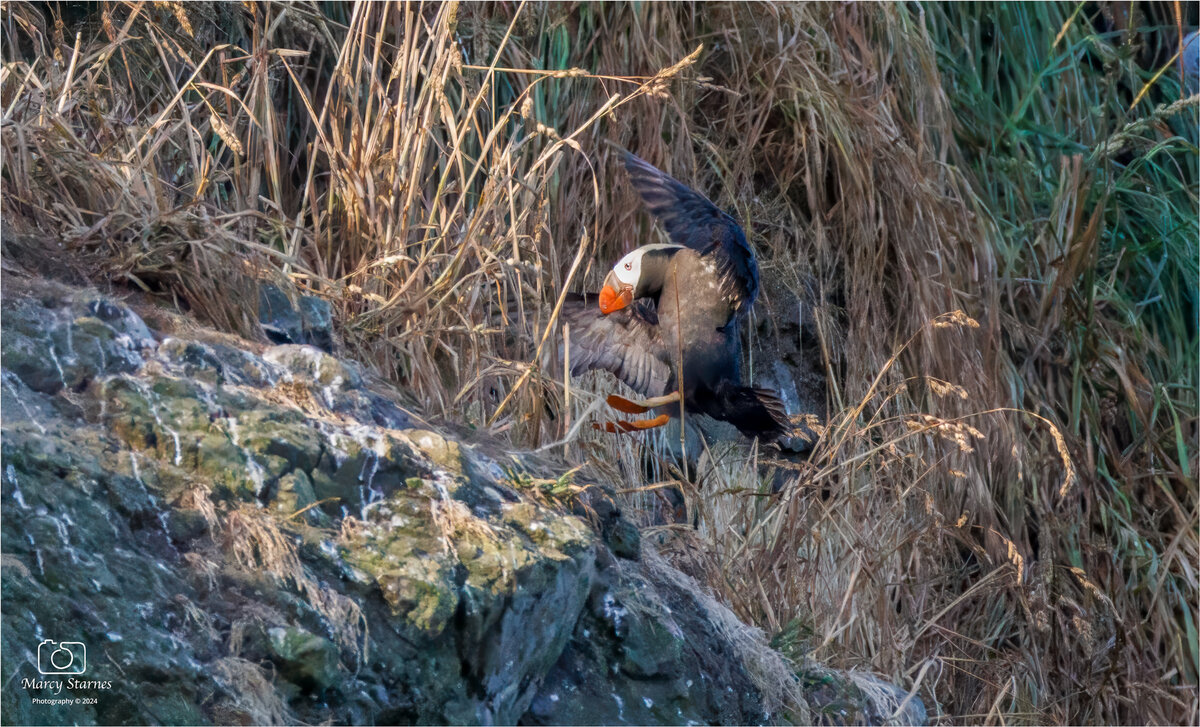 canon_beach_puffin_10_web.jpg