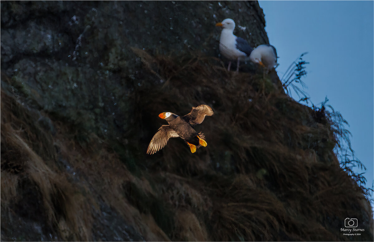 canon_beach_puffin_5_web.jpg