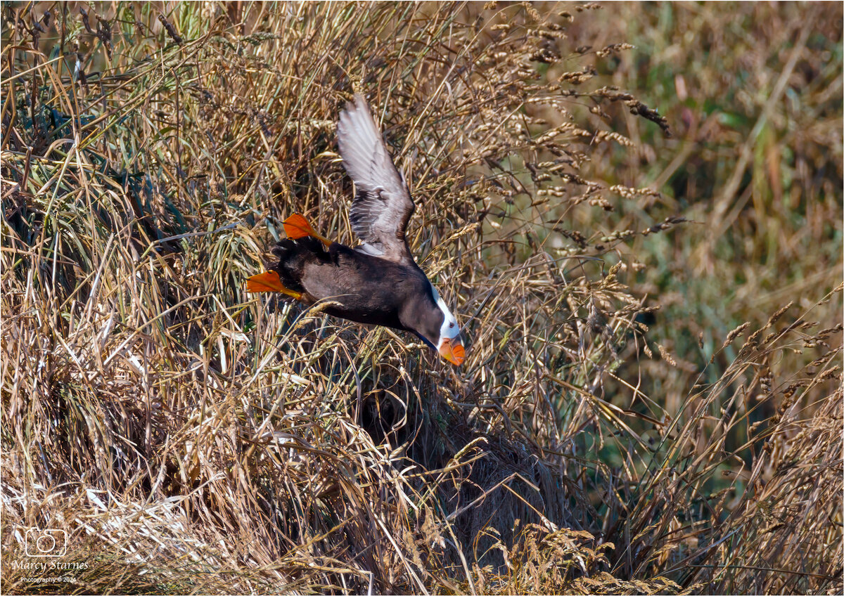 canon_beach_puffin_6_web.jpg