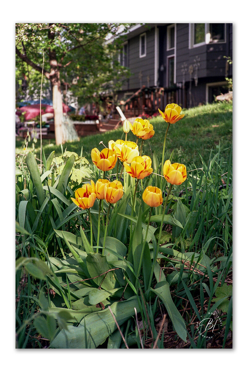 CanonML Kodak200 050724-8_1200x1798_U_100_BIP 1200.jpg
