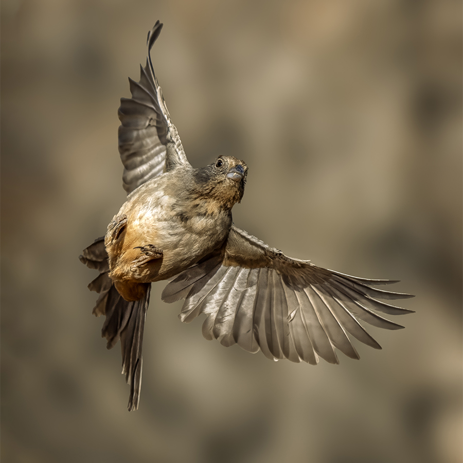 Canyon towhee 04322-Edit.jpg