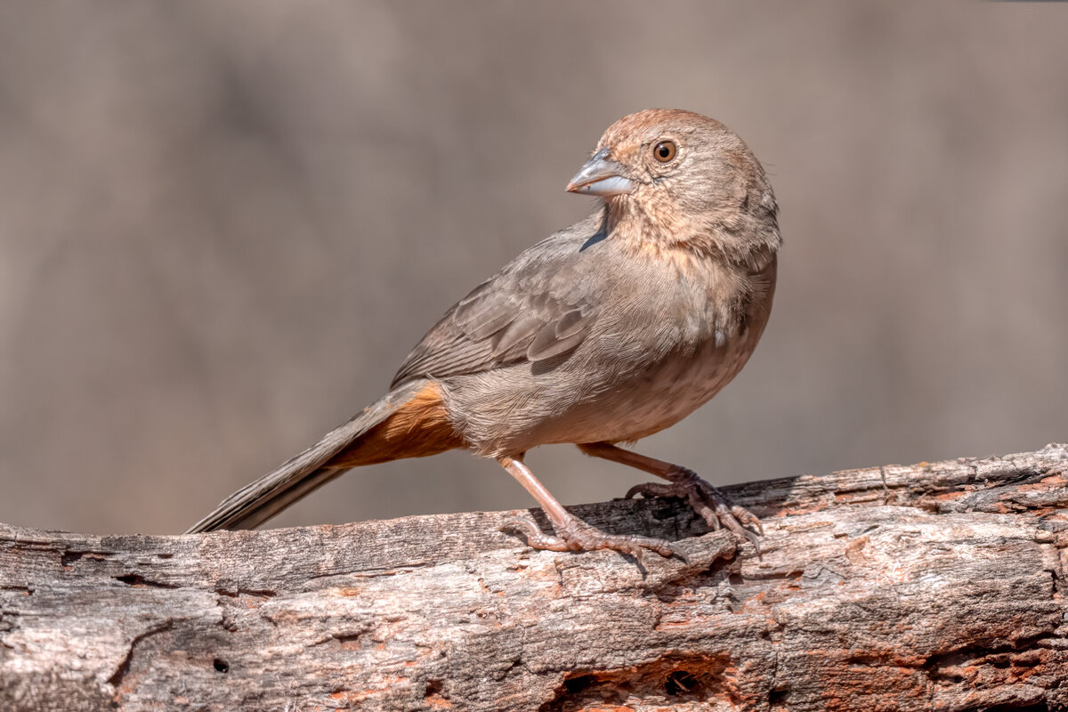 Canyon towhee-05009-Edit.jpg