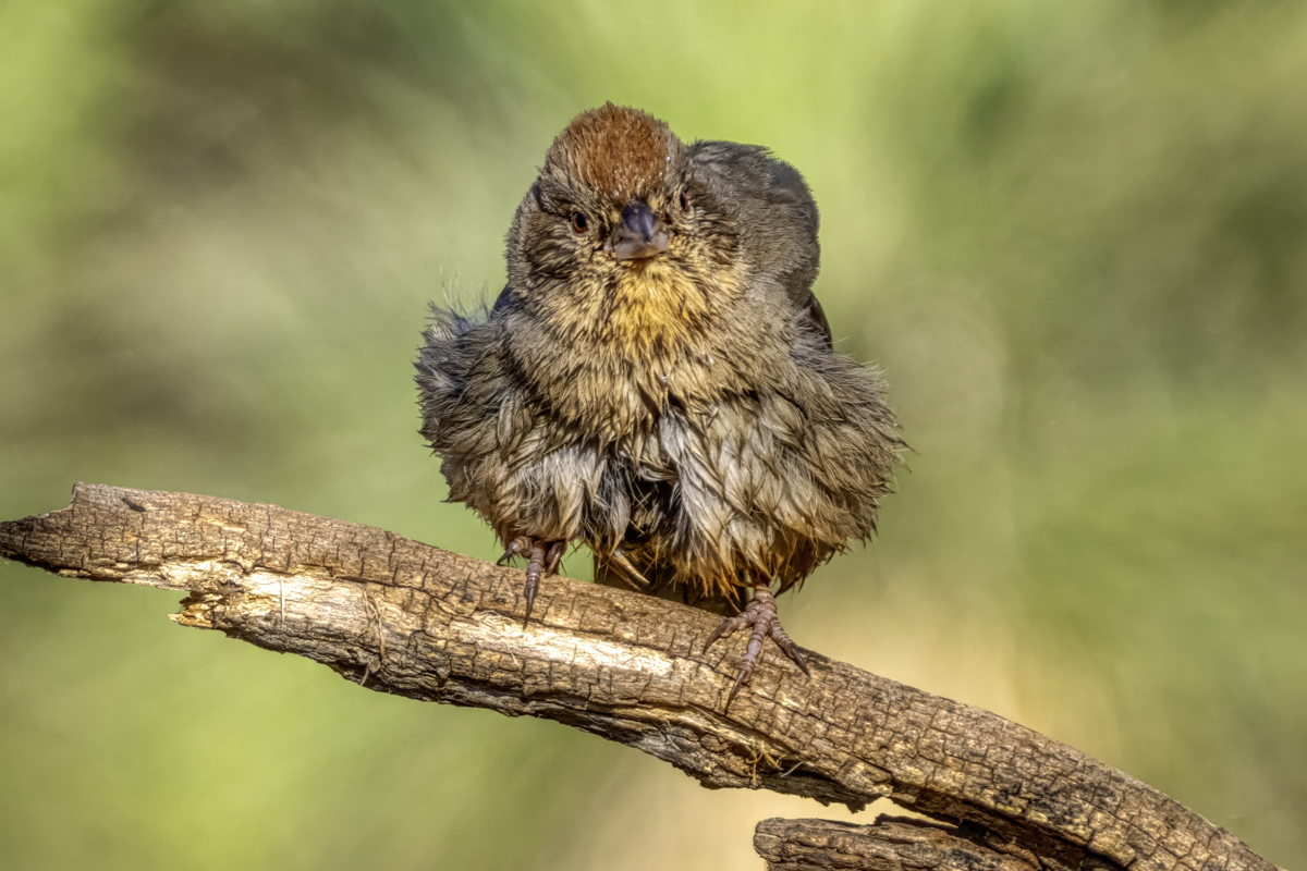 Canyon towhee-06355-Edit.jpg