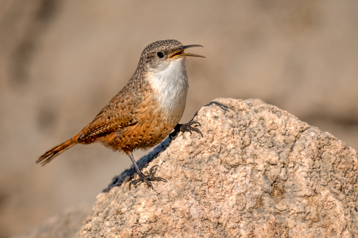 Canyon wren-08943-Edit.jpg