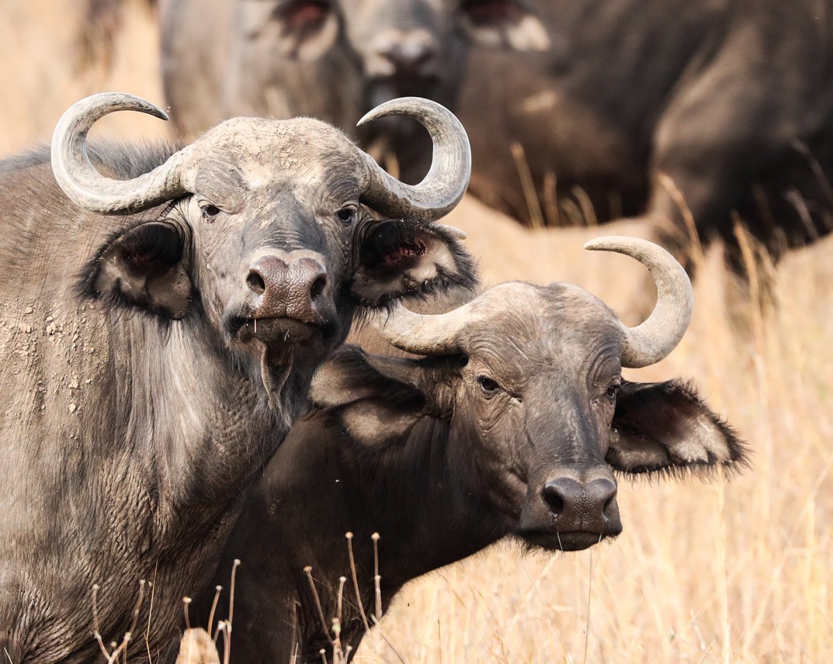cape-buffalo.jpg