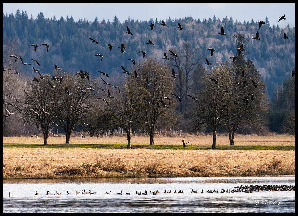 Carnation-Farms-Birding-(46).jpg