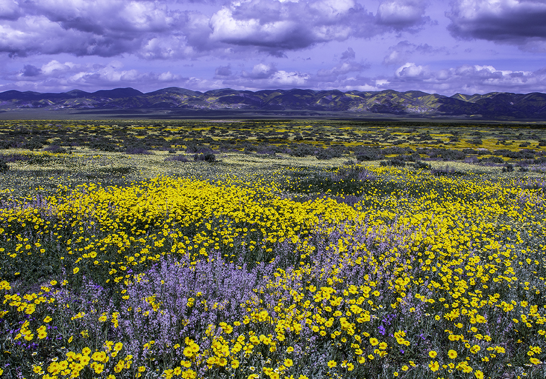 Carrizo Plain National Monument,CA.jpg