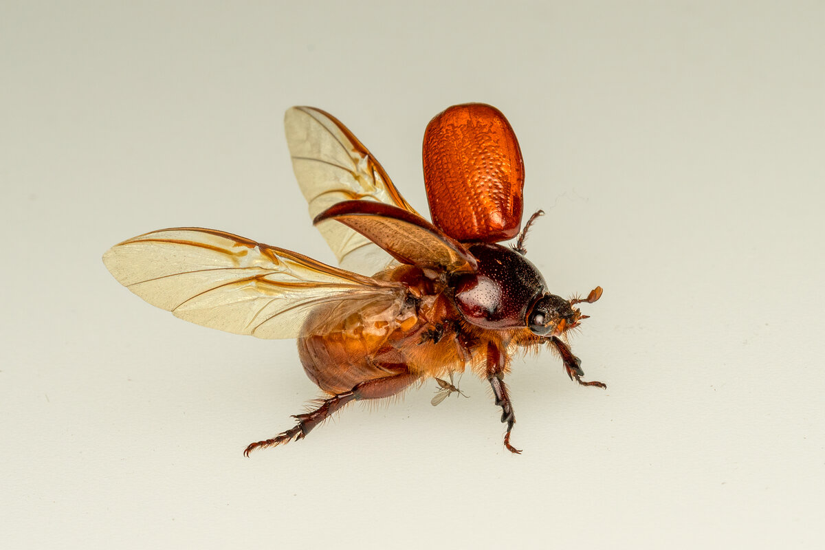 Carrot Beetle 09771-Edit.jpg