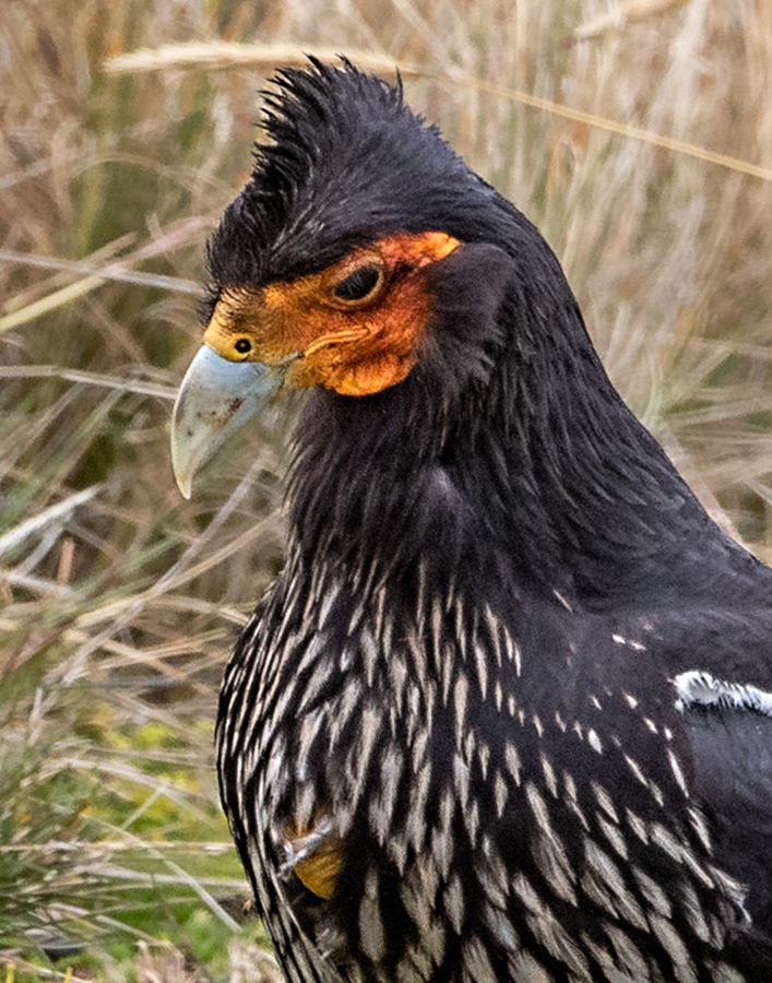 Carunculated caracara.jpg