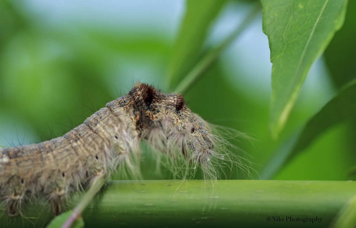 Caterpillar.jpg