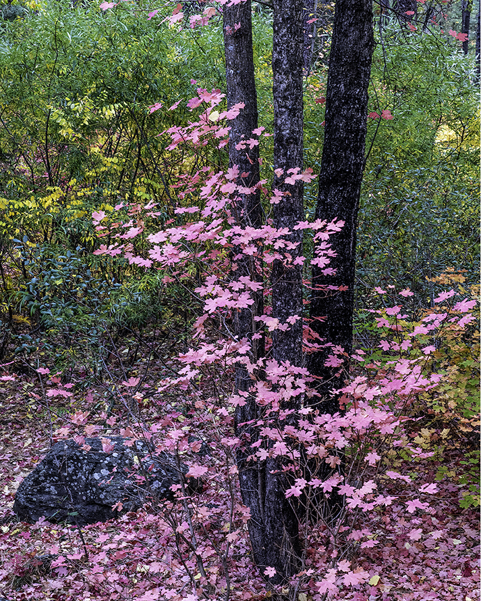 Cave Springs Fall.jpg