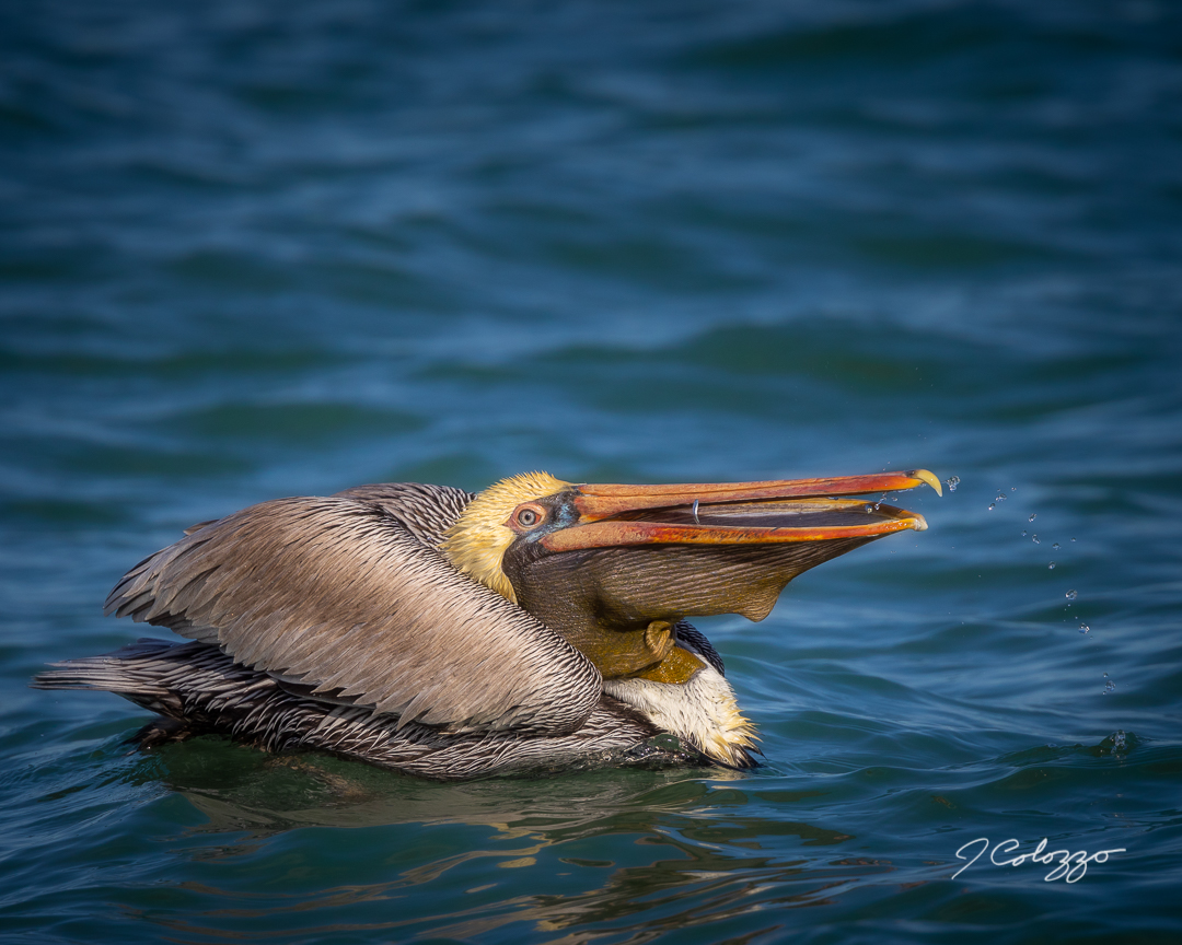 CD0A7890-Edit.jpg