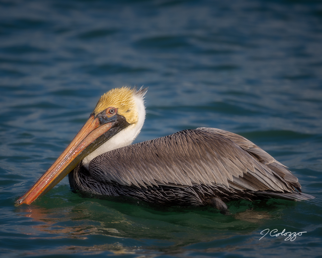 CD0A7896-Edit.jpg