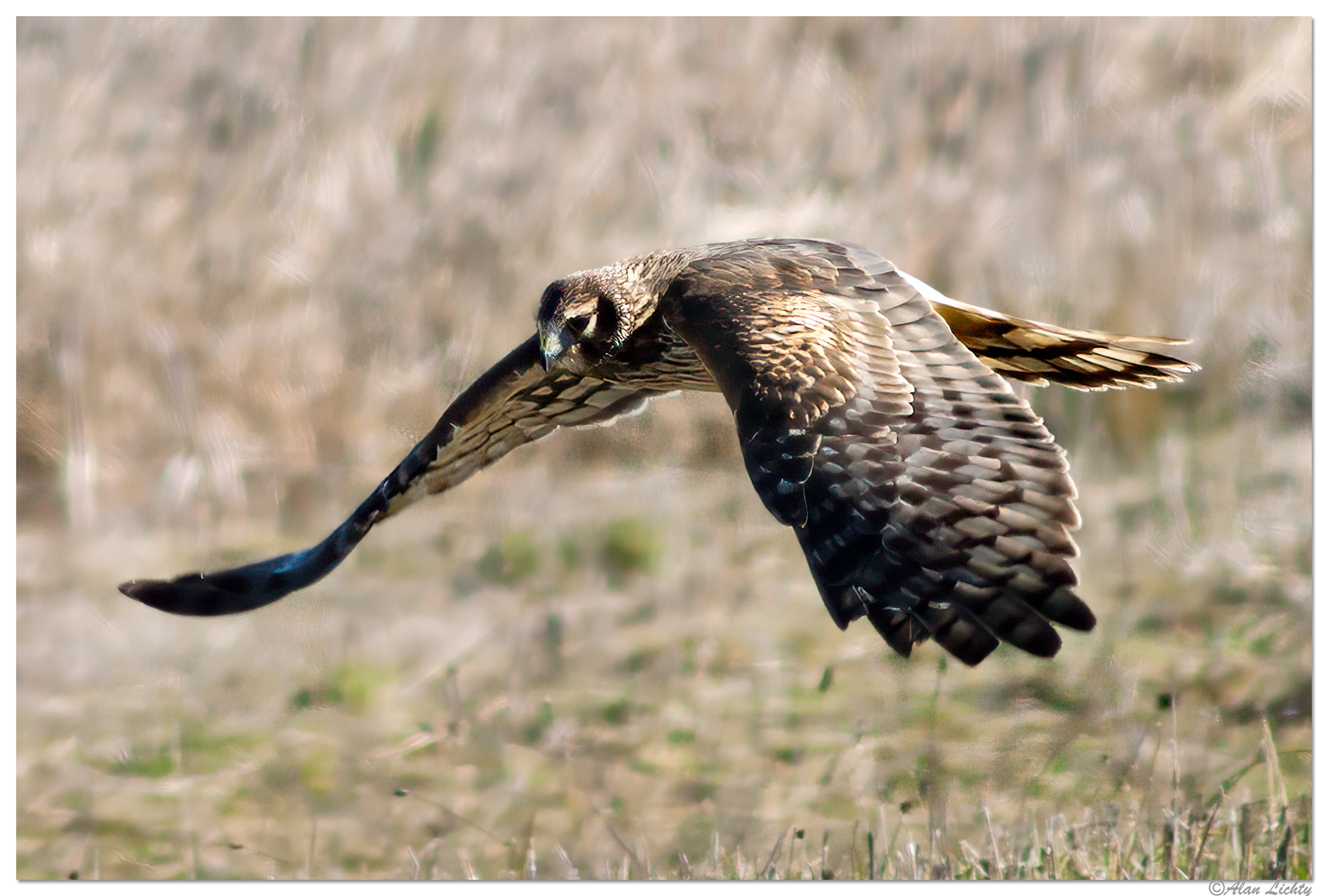 CD60_RWR-RedTailBIF021003.jpg