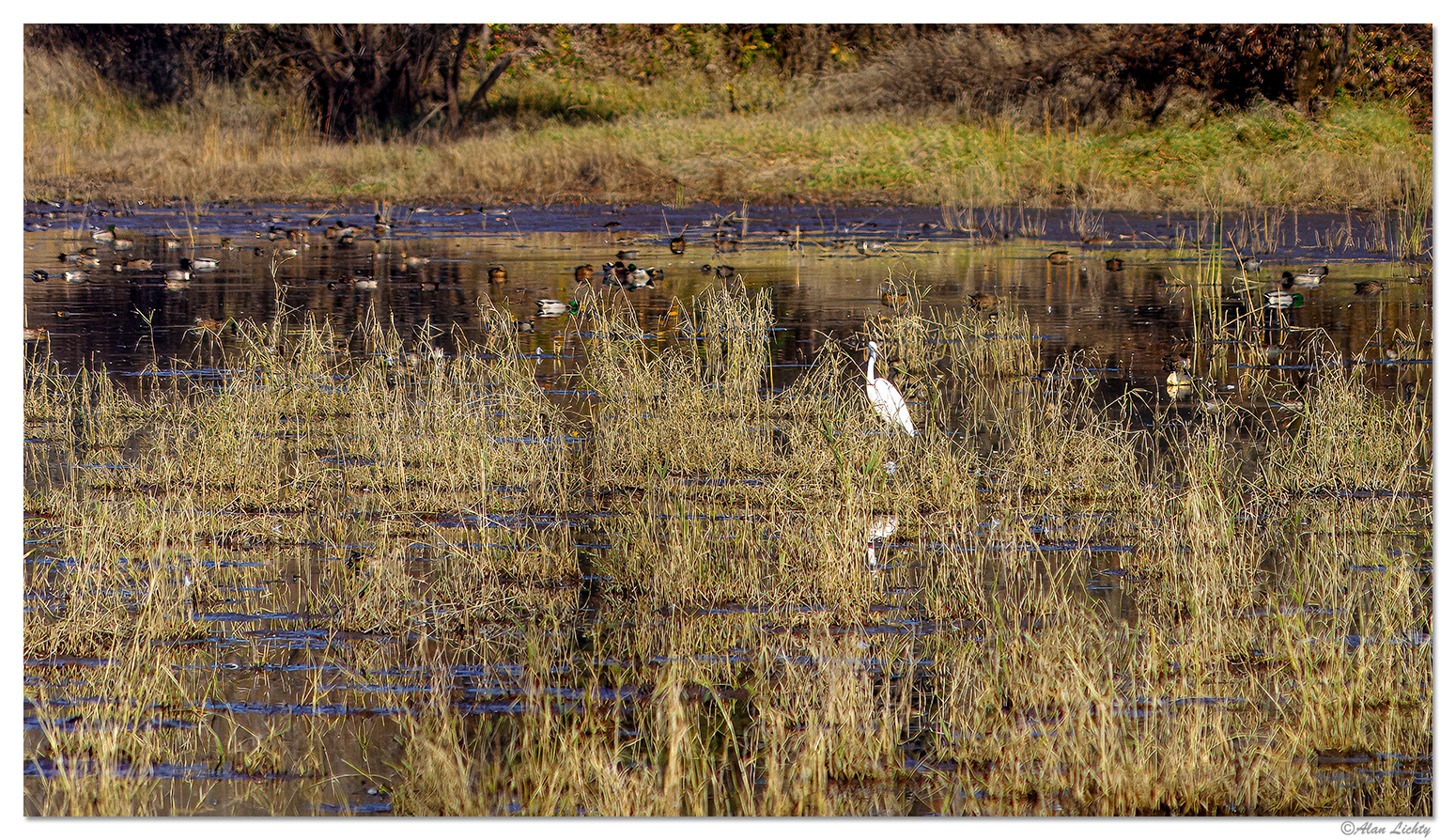 CD60_RWR_Wetlands1112902.jpg