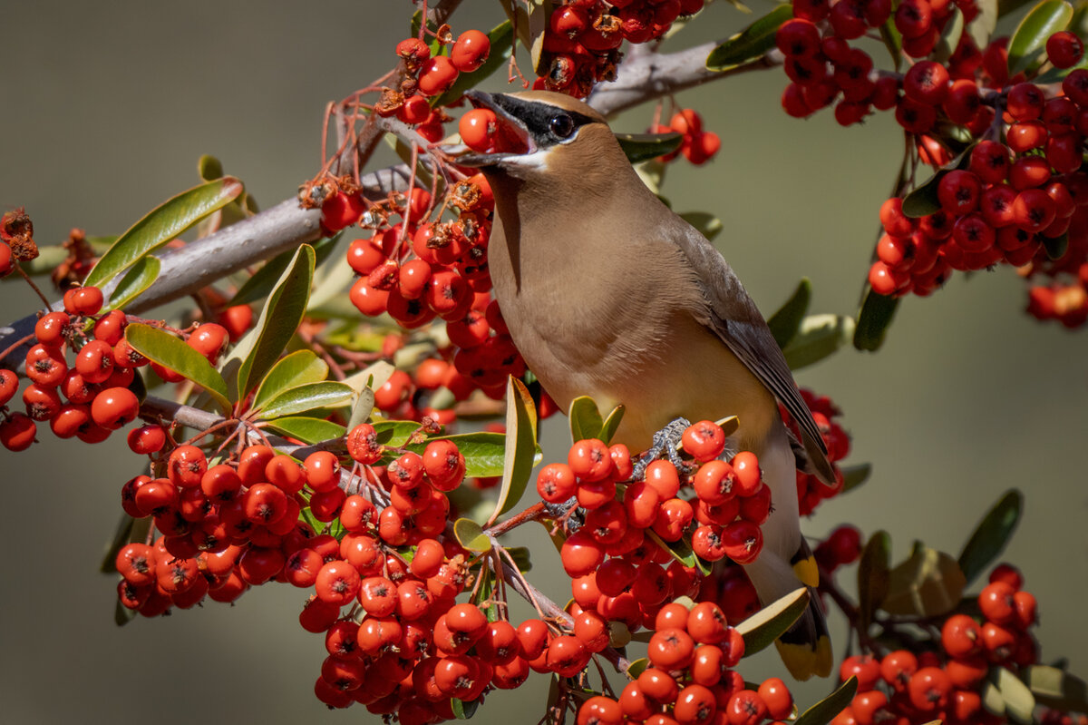 Cedar waxwing-0596-Edit.jpg