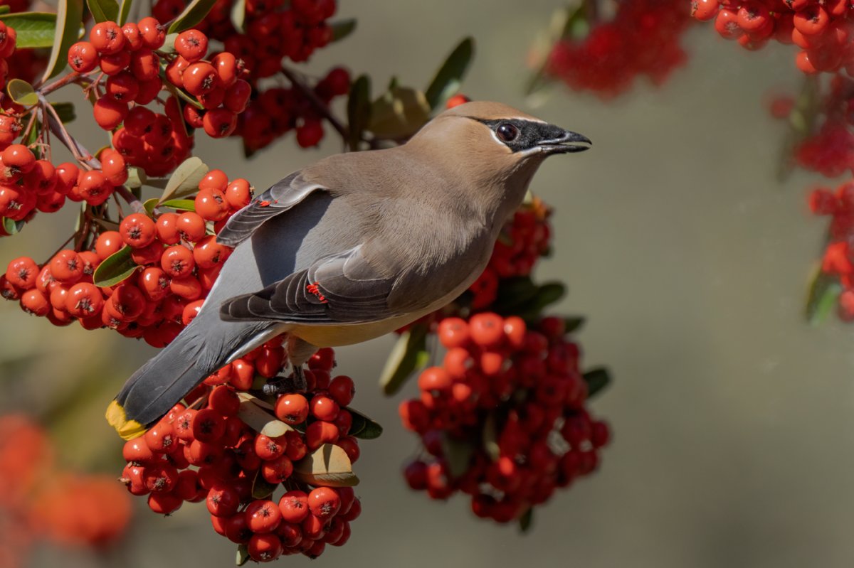 Cedar Waxwing-1641-Edit.jpg