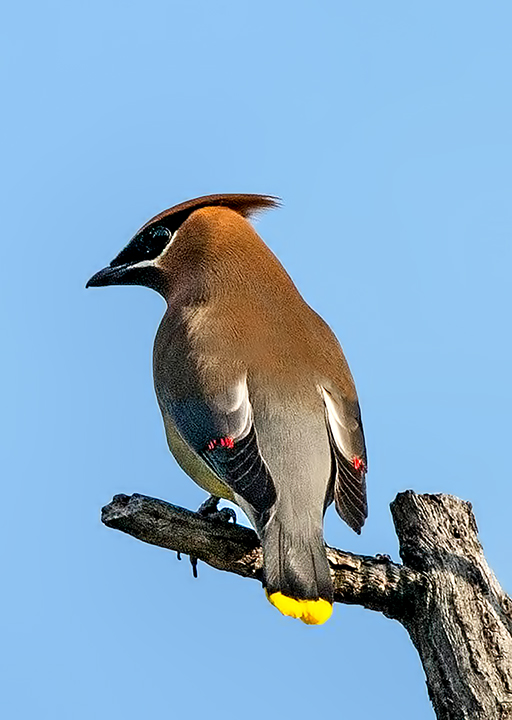 Cedar Waxwing II.jpg