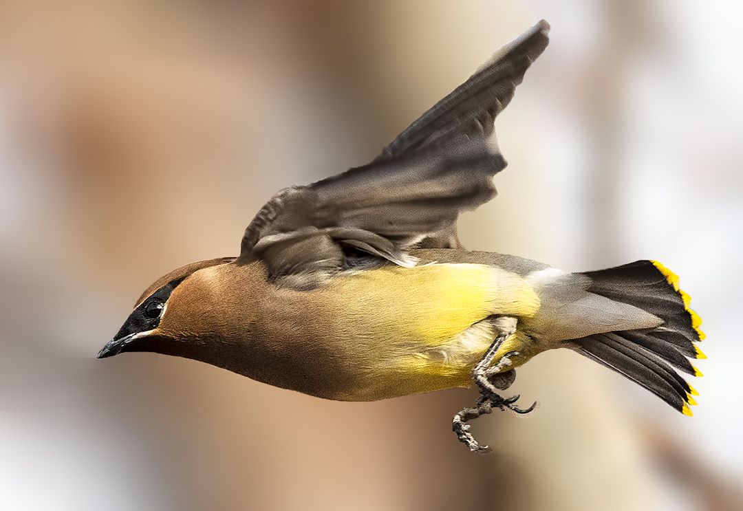 Cedar Waxwing VI.jpg