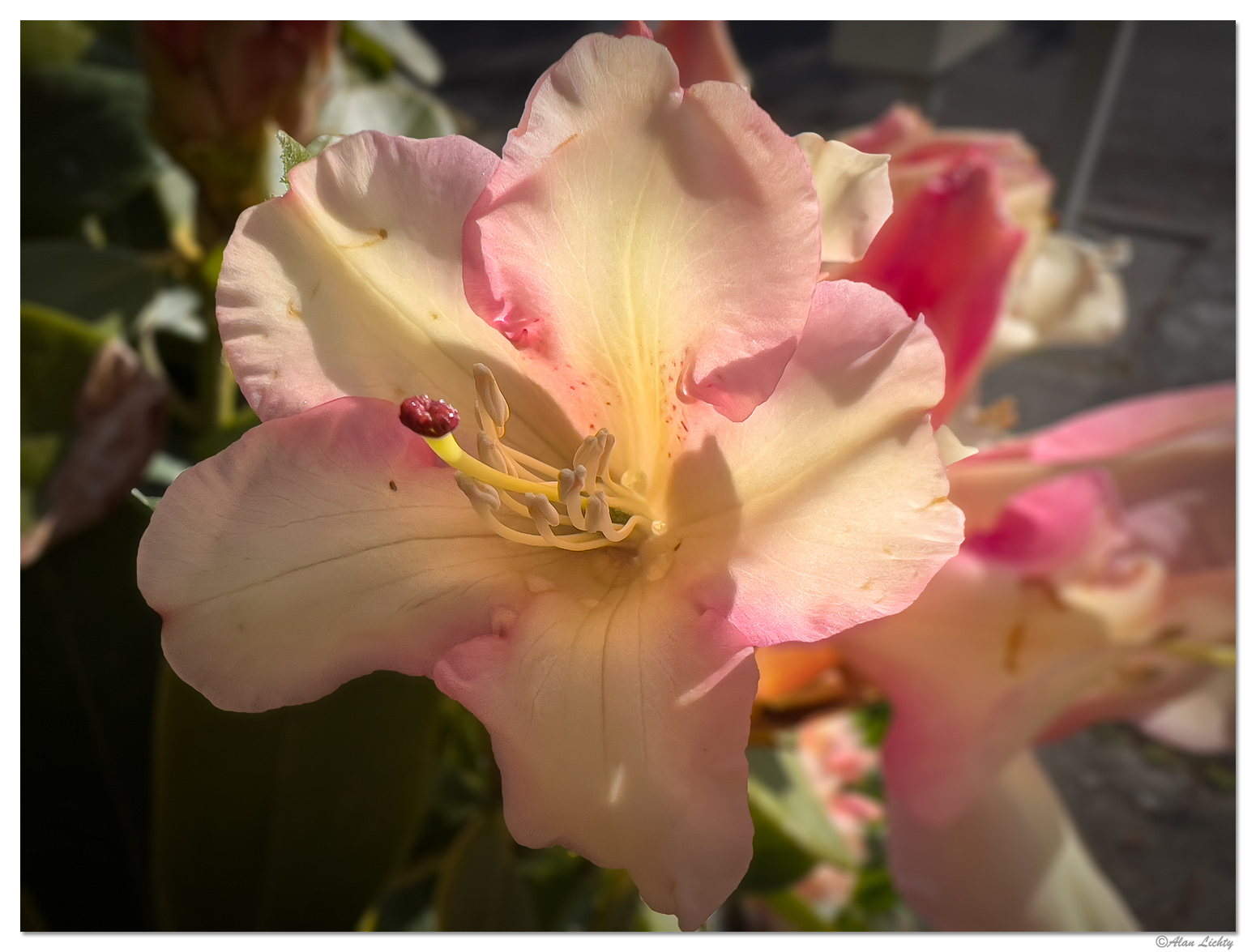 CF-Rhodie1.jpg