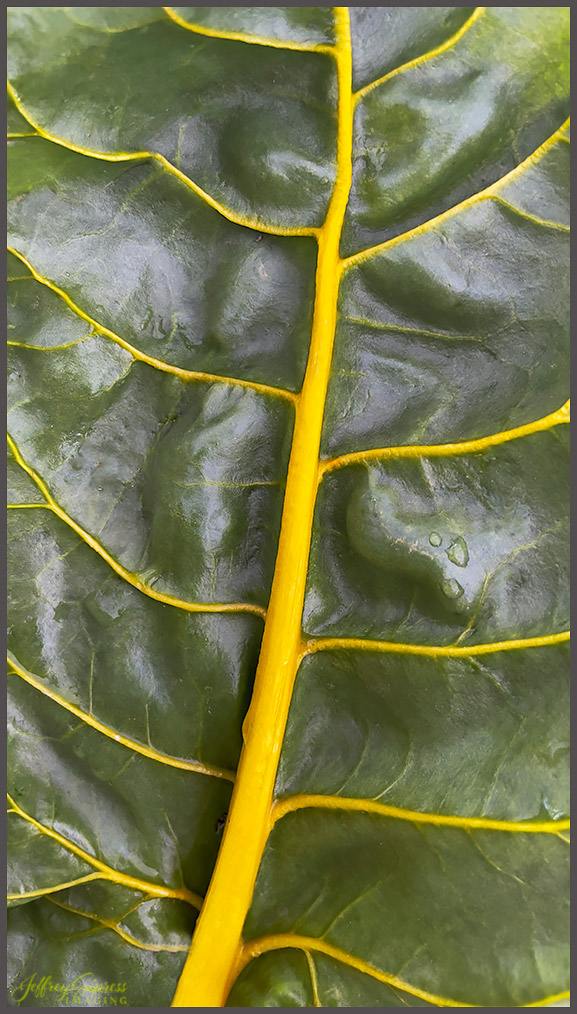 chard1.jpg