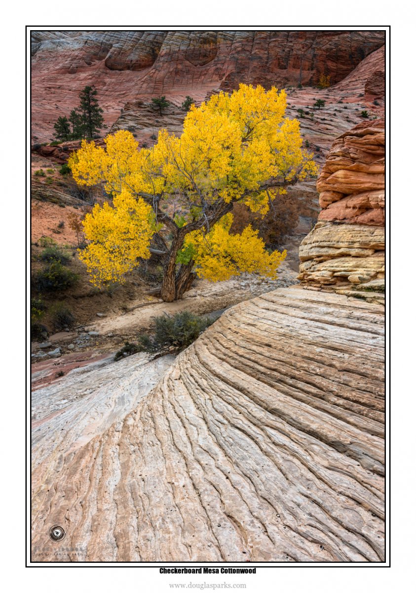 Checkerboard Mesa Cottonwood.jpg