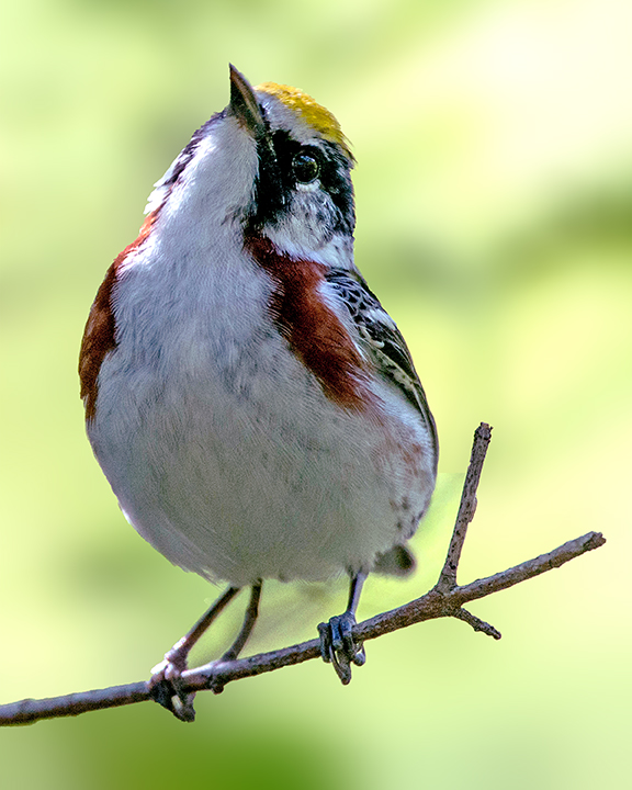 Chesnut-sided Warbler .jpg