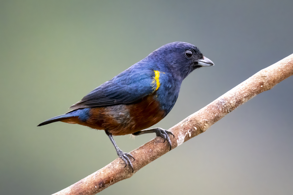 Chestnut-bellied Euphonia-03192-.jpg