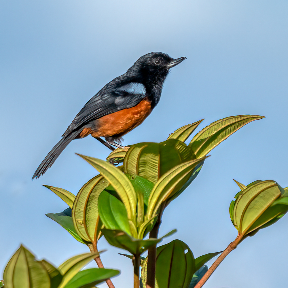 Chestnut-bellied flowerpiercer-06059-Edit.jpg
