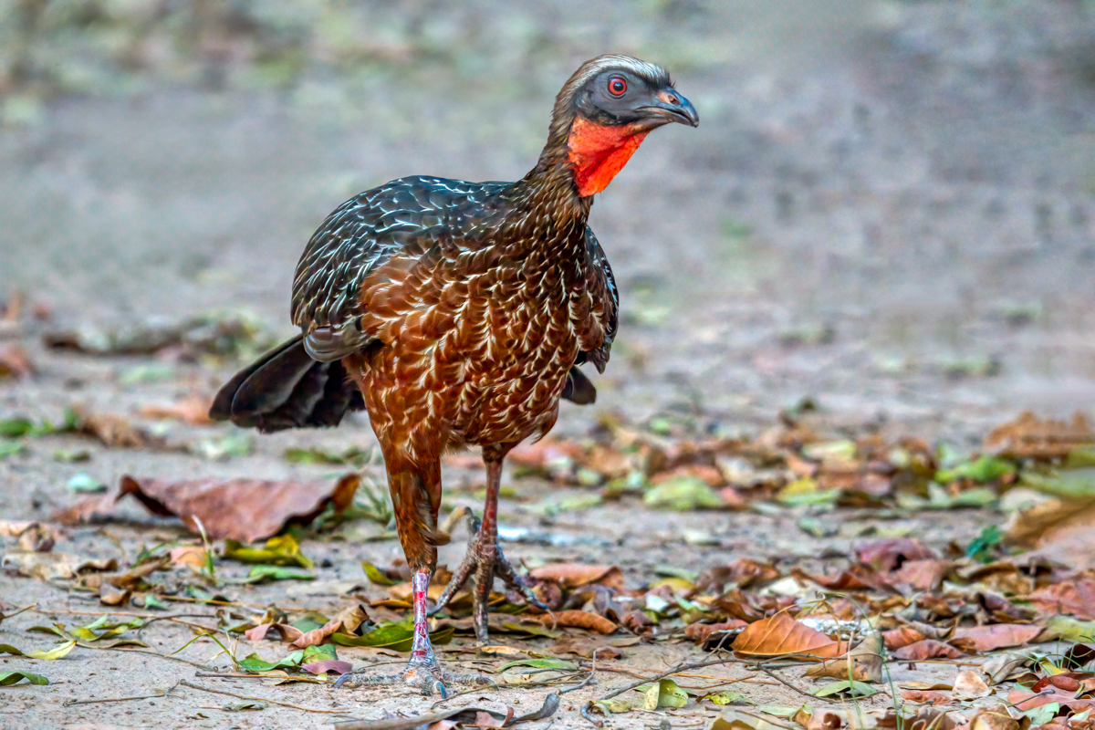 Chestnut-bellied Guan-.jpg