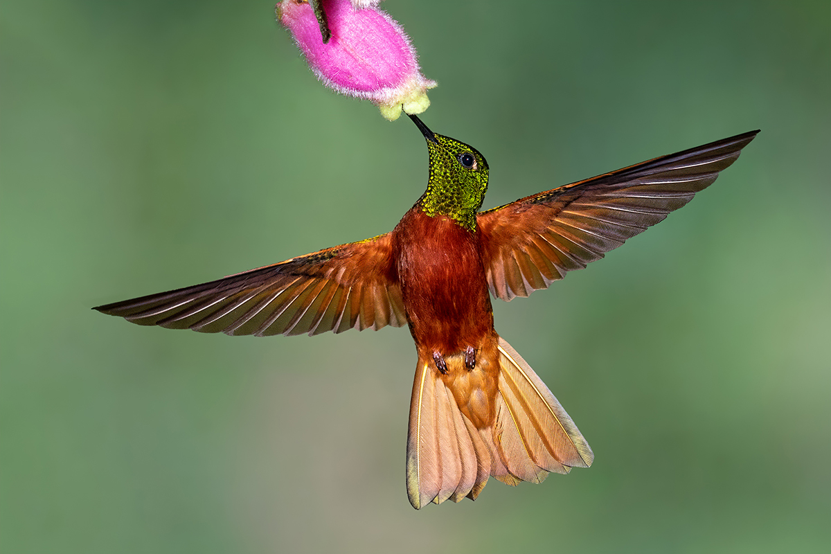 Chestnut-breasted coronet.jpg