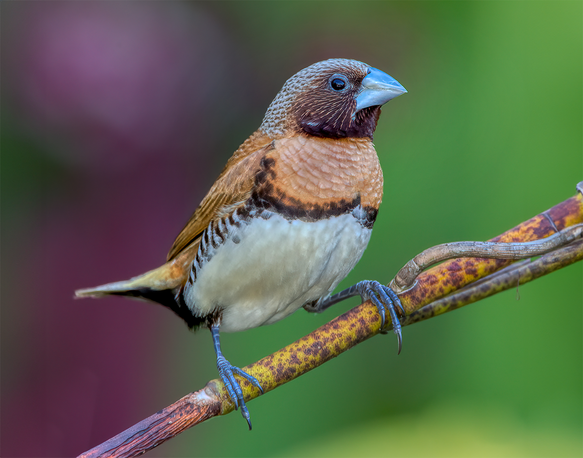 Chestnut-breasted Mannikin .png