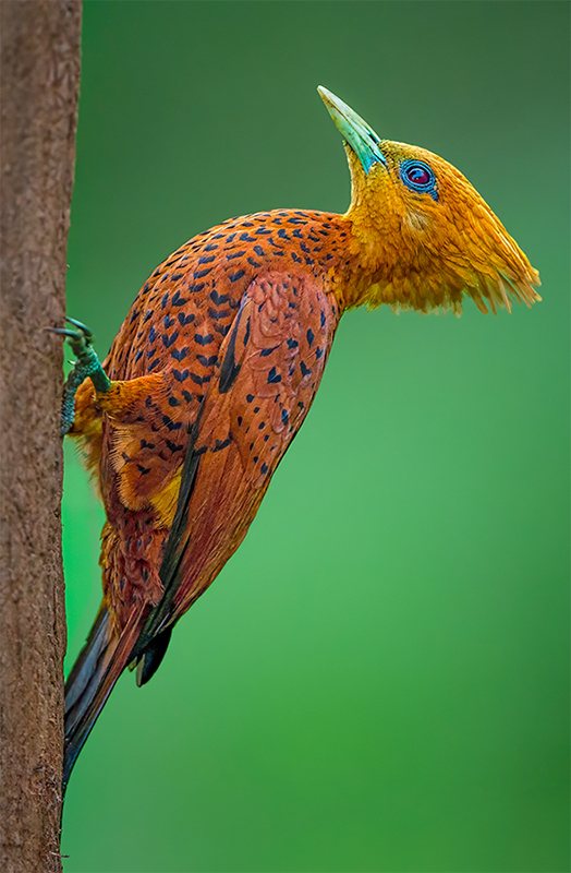 Chestnut-colored Woodpecker small.jpg
