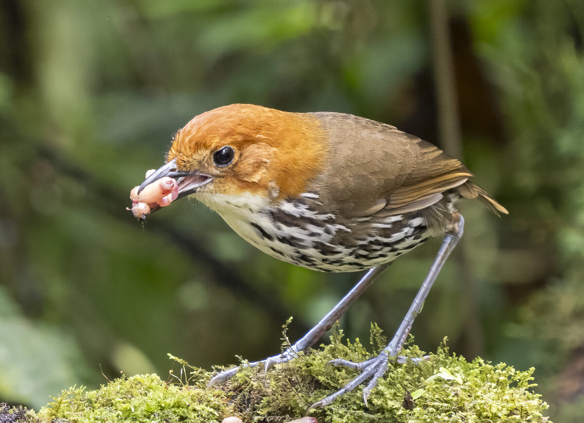 Chestnut-crowned Antpitta PA252740-Edit-2.jpg