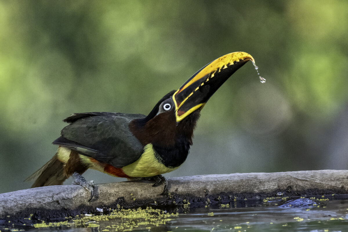 Chestnut-eared Aracari-.jpg