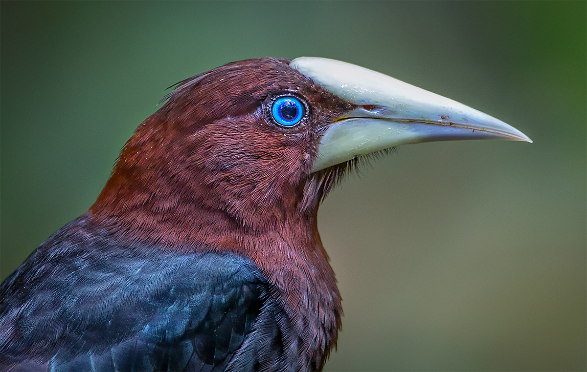 Chestnut-headed Oropendola.png