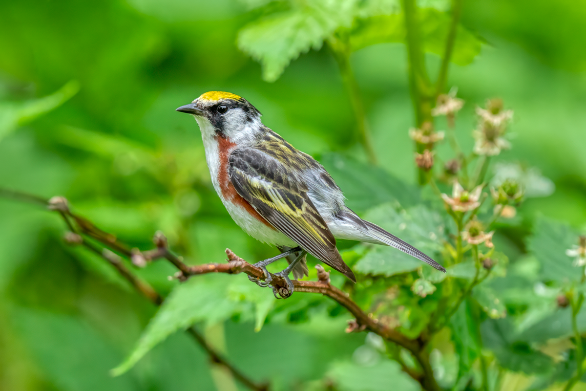 Chestnut-sided warbler-02376-Edit.png
