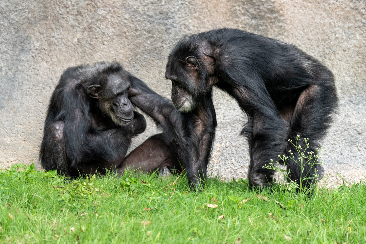 Chimpanzee-05127.jpg